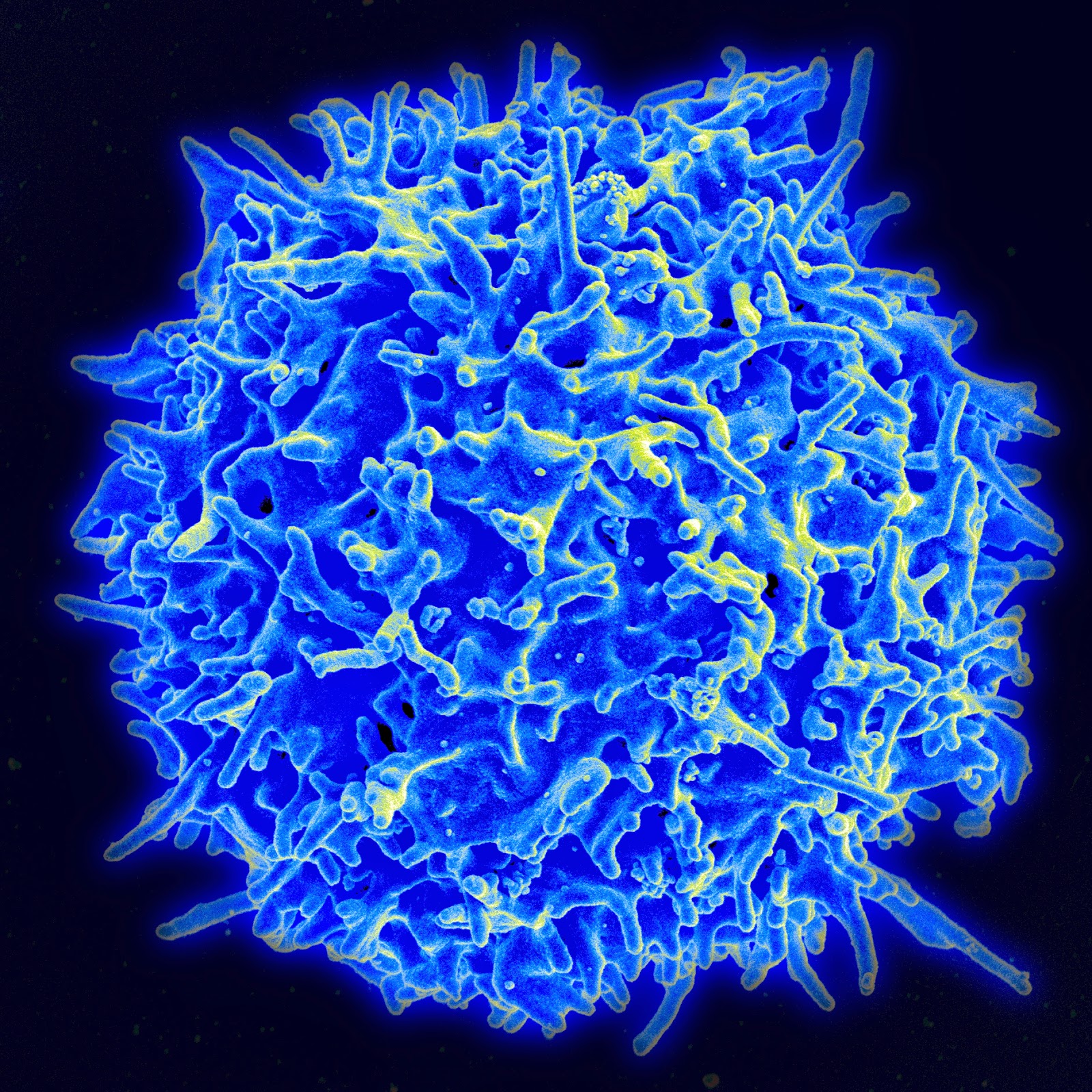 T cells are white blood cells whose receptors are focused not on adhesion, but on activities like identifying various peptides. Credit: NIAID/NIH.