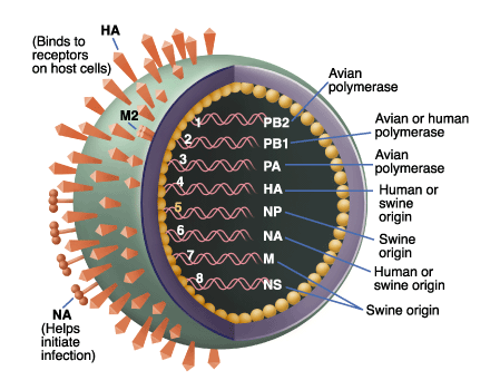 Origins of the swine flu virus