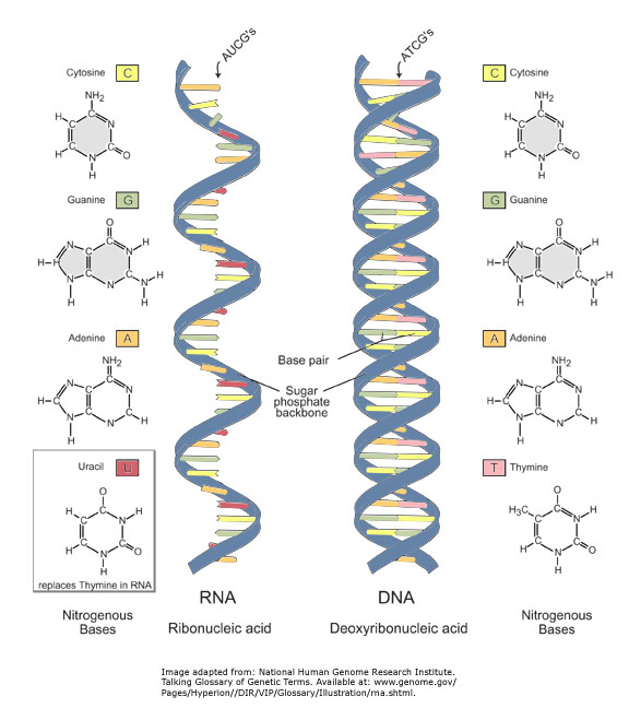 http://data.gate2biotech.com/editor_images/rna_and_dna.jpg